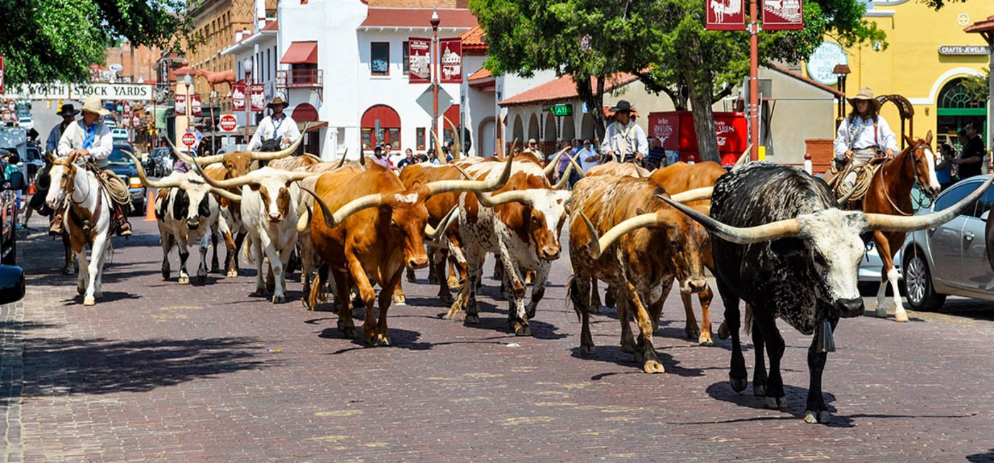 The Fort Worth Herd longhorn cattle drive down Exchange Avenue in the Fort Worth Stockyards